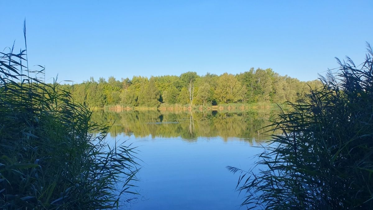 Ruhiger See mit Schilf und Bäumen in Leipzig, Markkleeberg